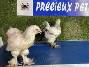 10 Weeks Plus Brahmas Chickens