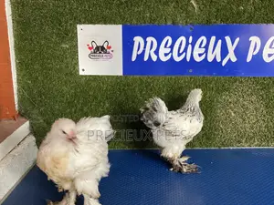 10 Weeks Plus Brahmas Chickens