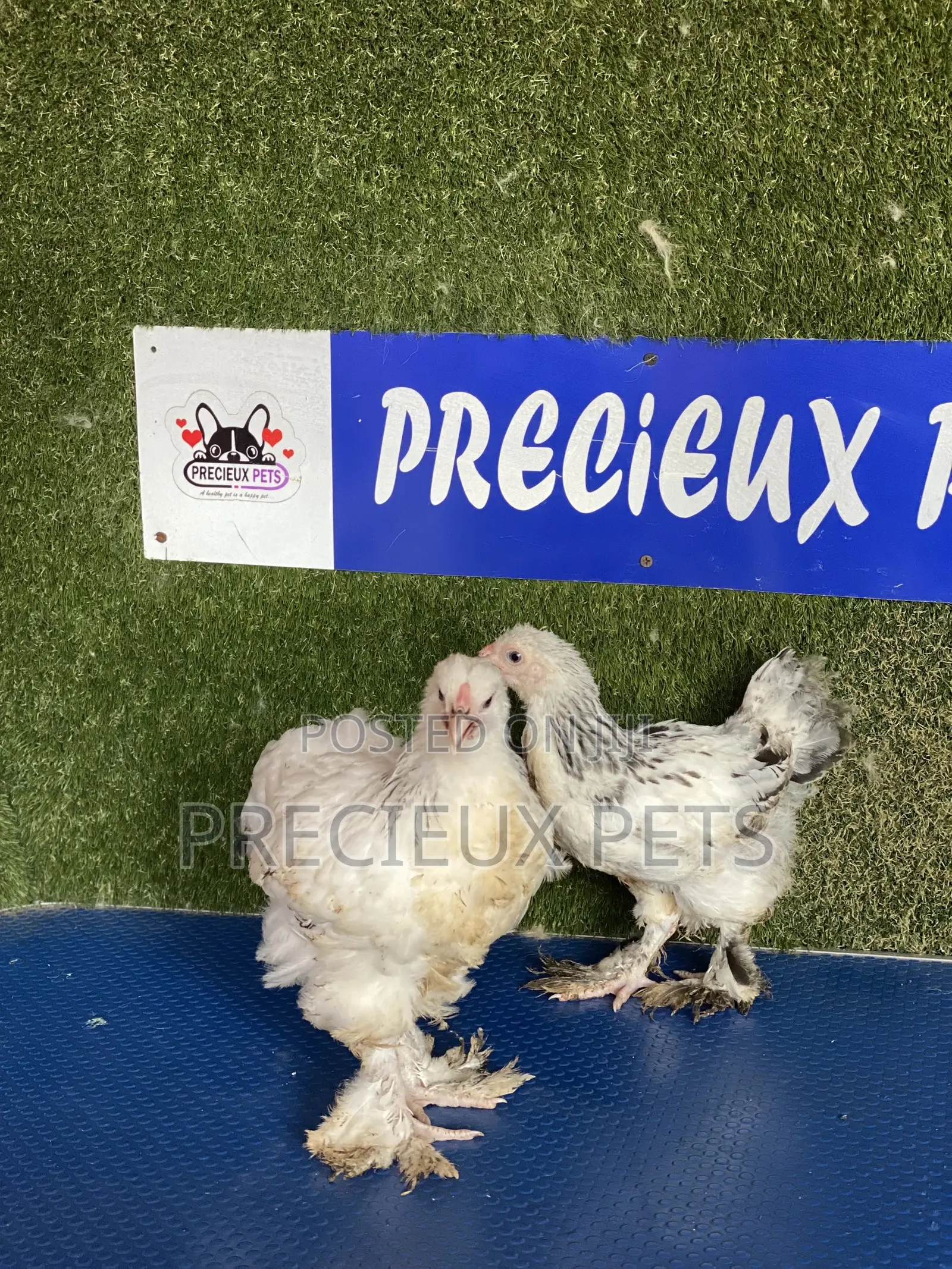 10 Weeks Plus Brahmas Chickens