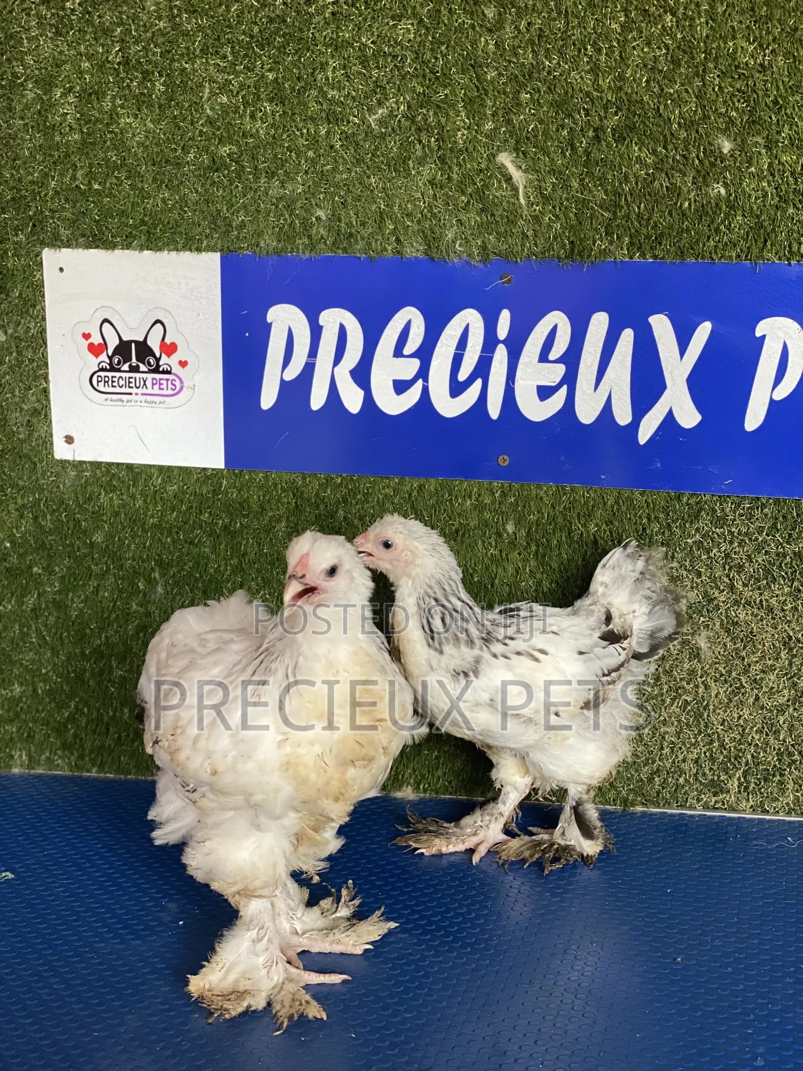 10 Weeks Plus Brahmas Chickens