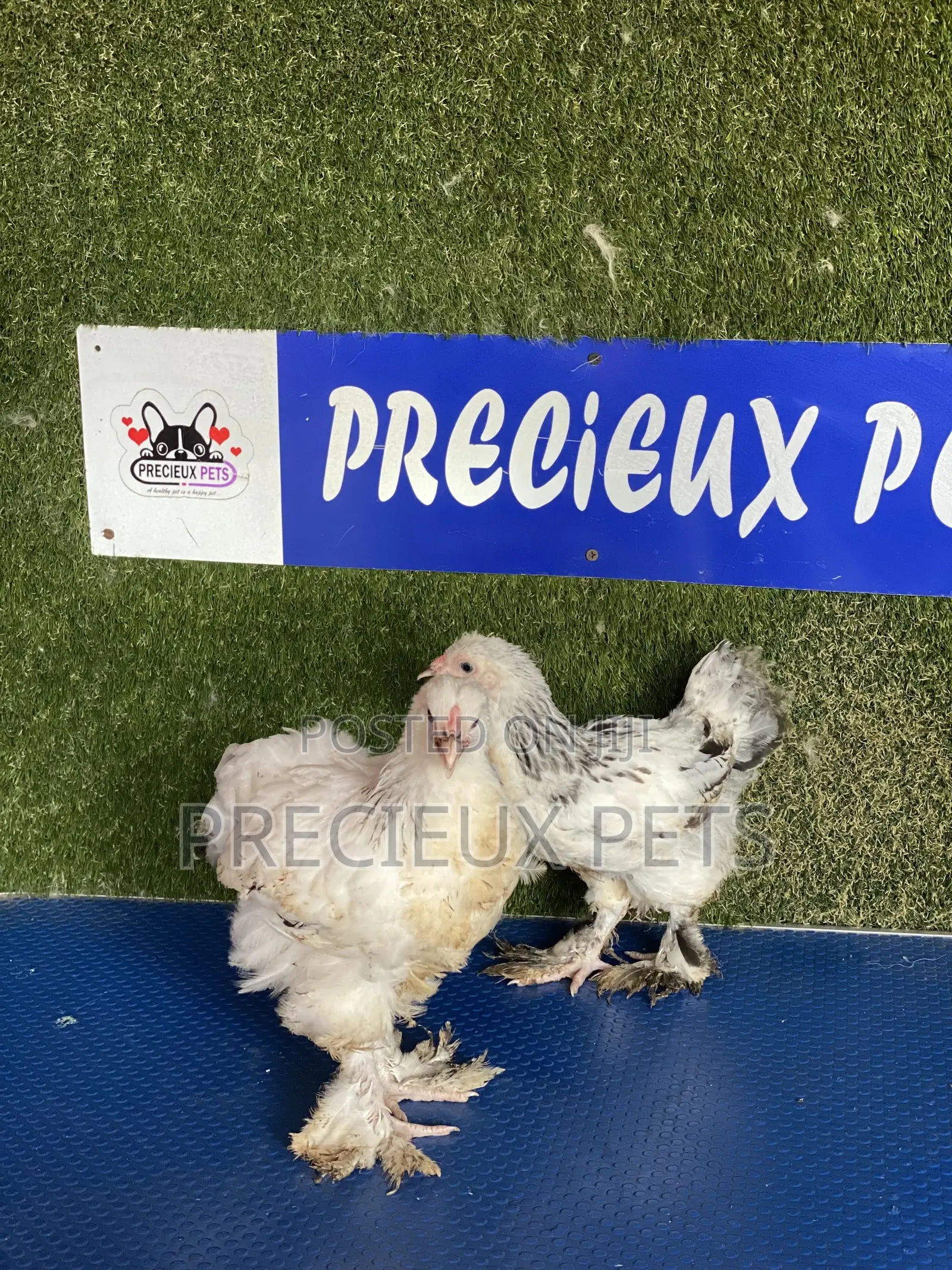10 Weeks Plus Brahmas Chickens