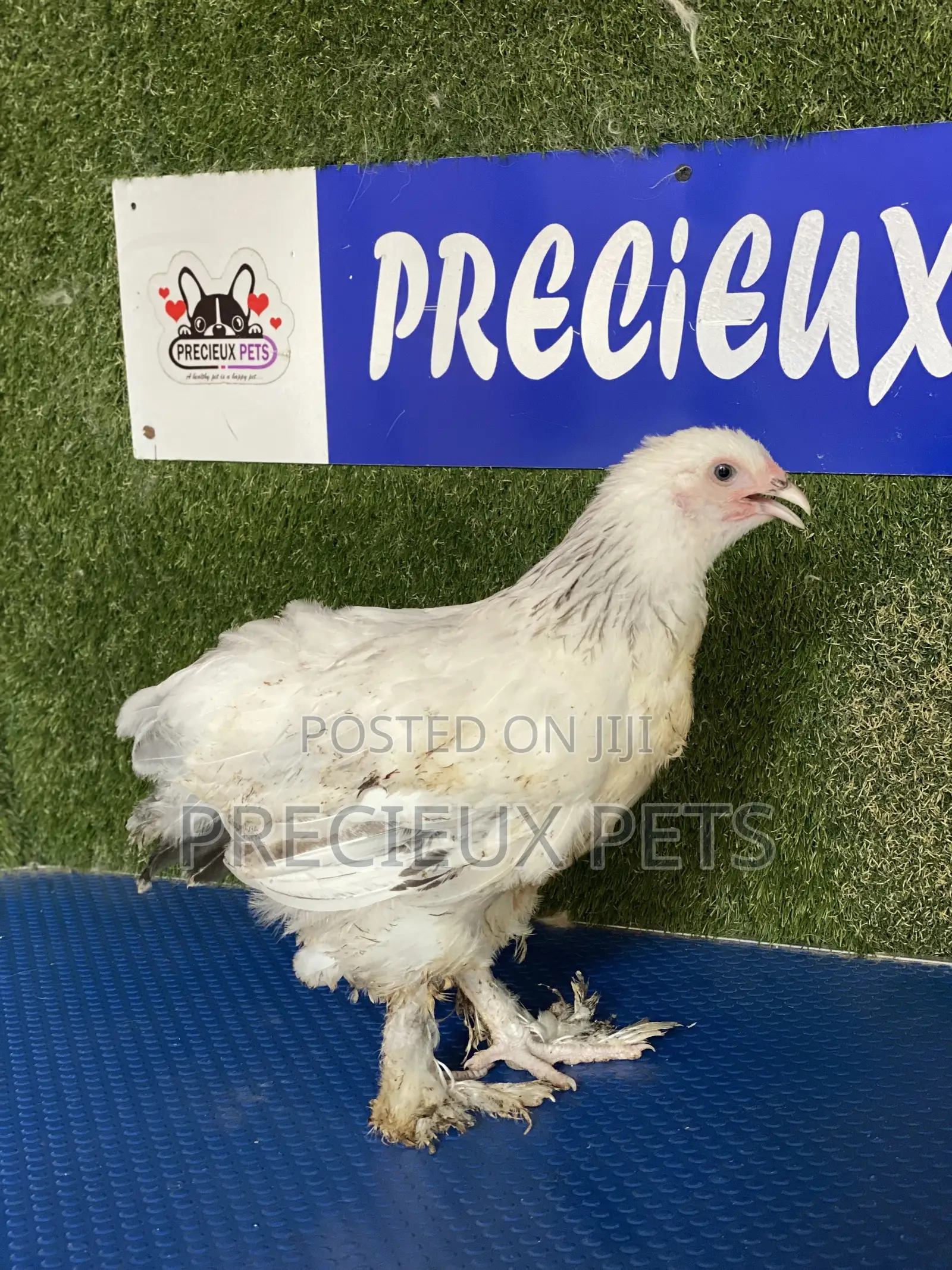 8 Weeks Plus Brahmas Chicken