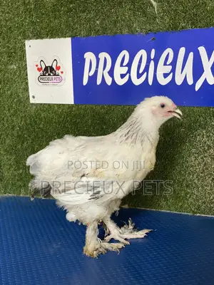 8 Weeks Plus Brahmas Chicken