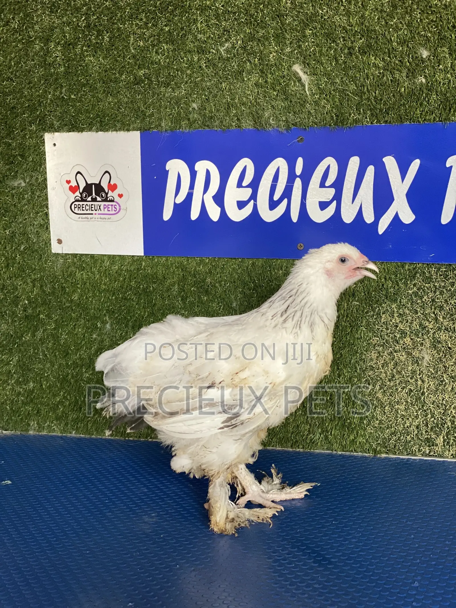 8 Weeks Plus Brahmas Chicken