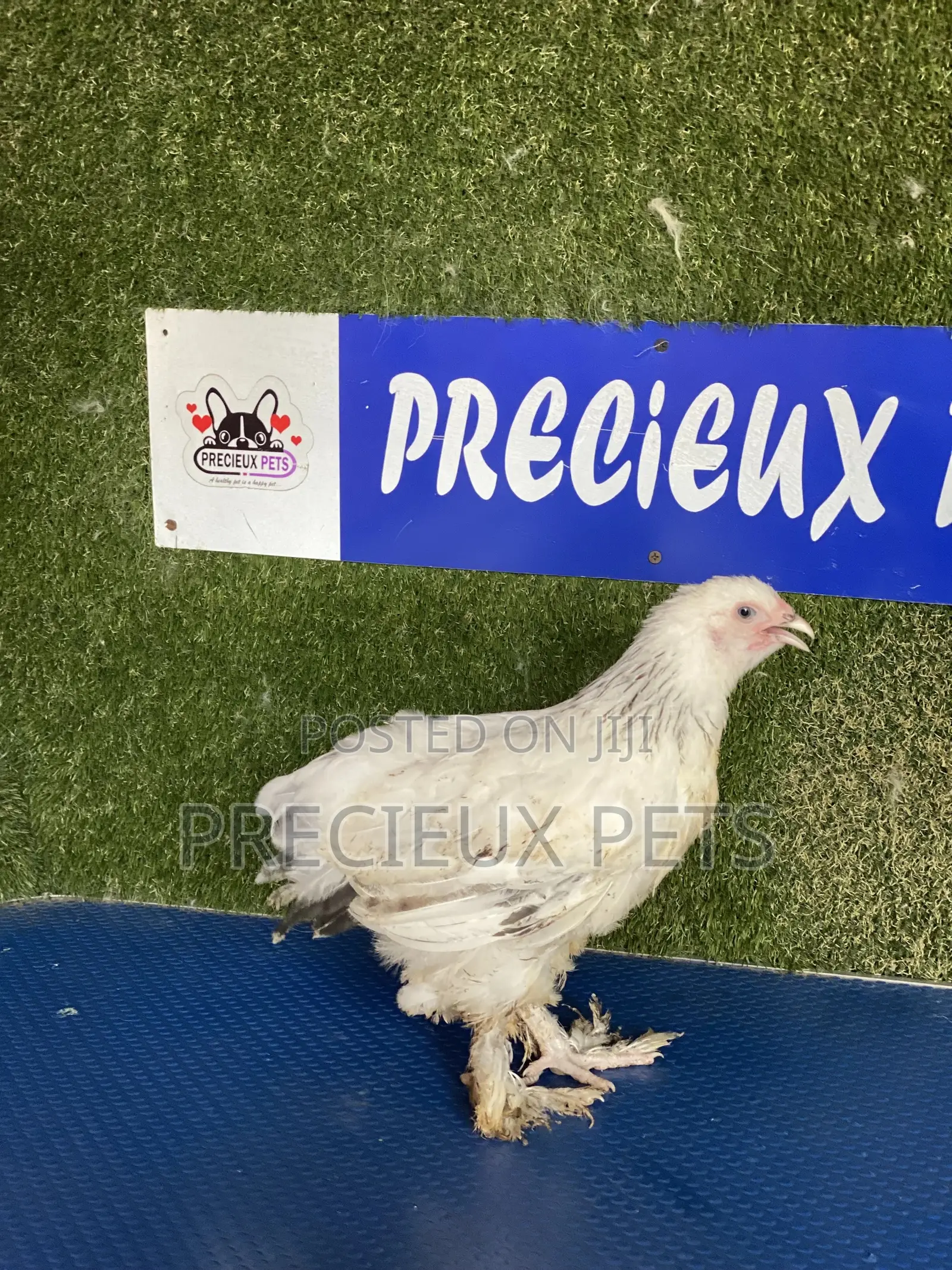 8 Weeks Plus Brahmas Chicken