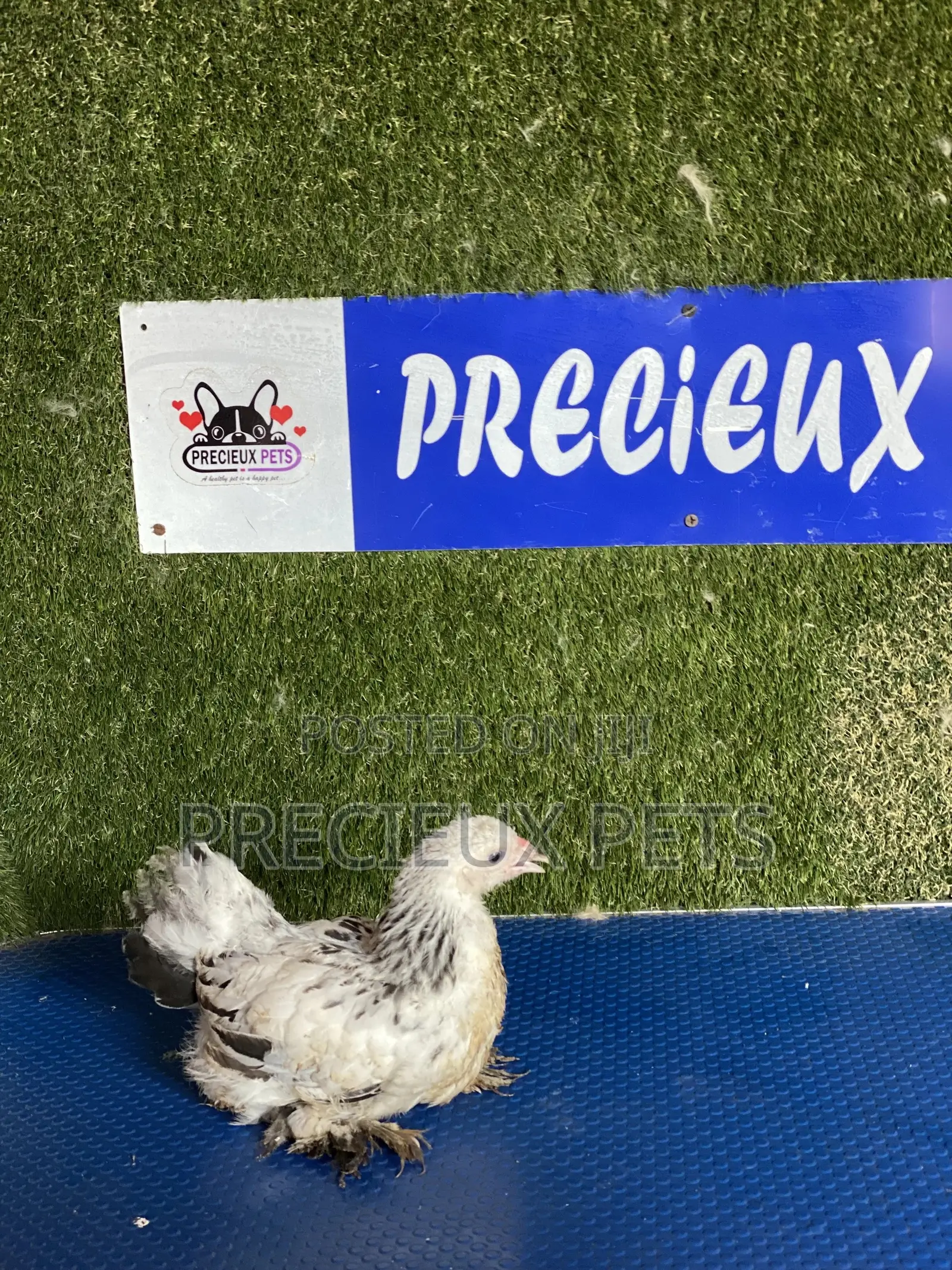 8 Weeks Plus Brahmas Chicken