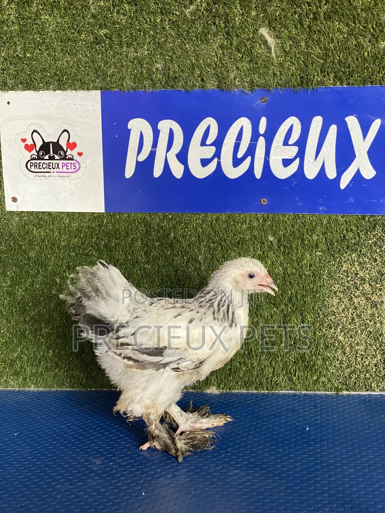 8 Weeks Plus Brahmas Chicken