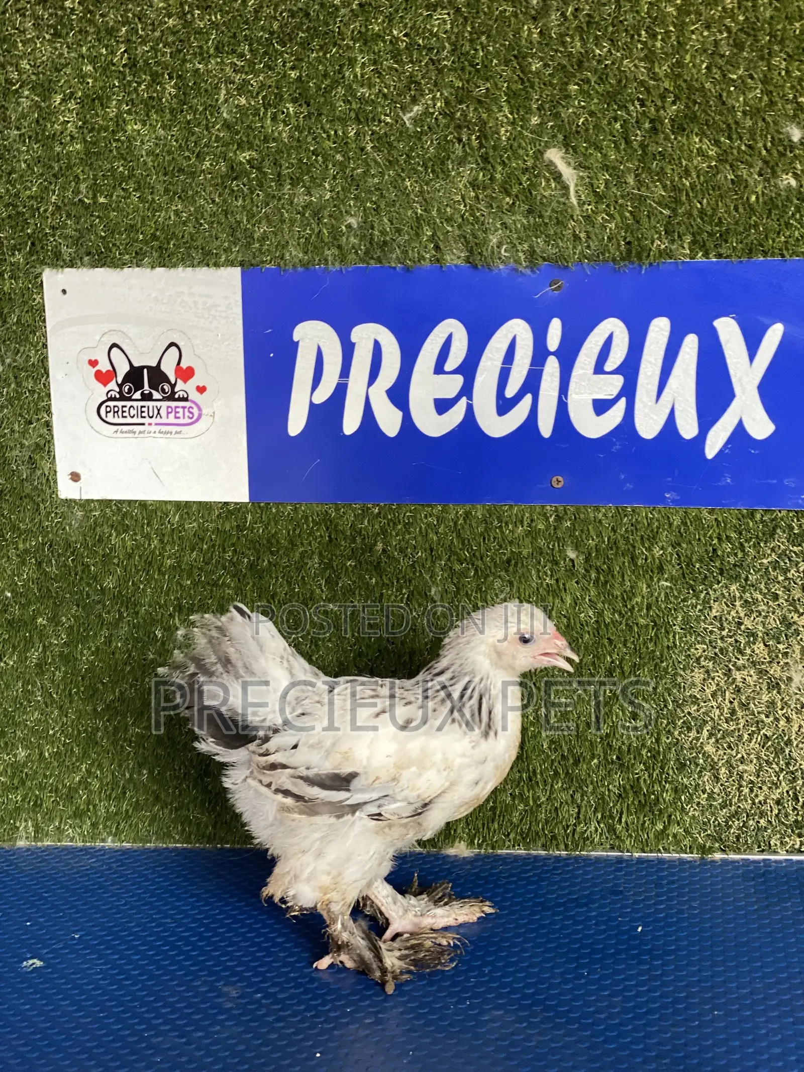 8 Weeks Plus Brahmas Chicken