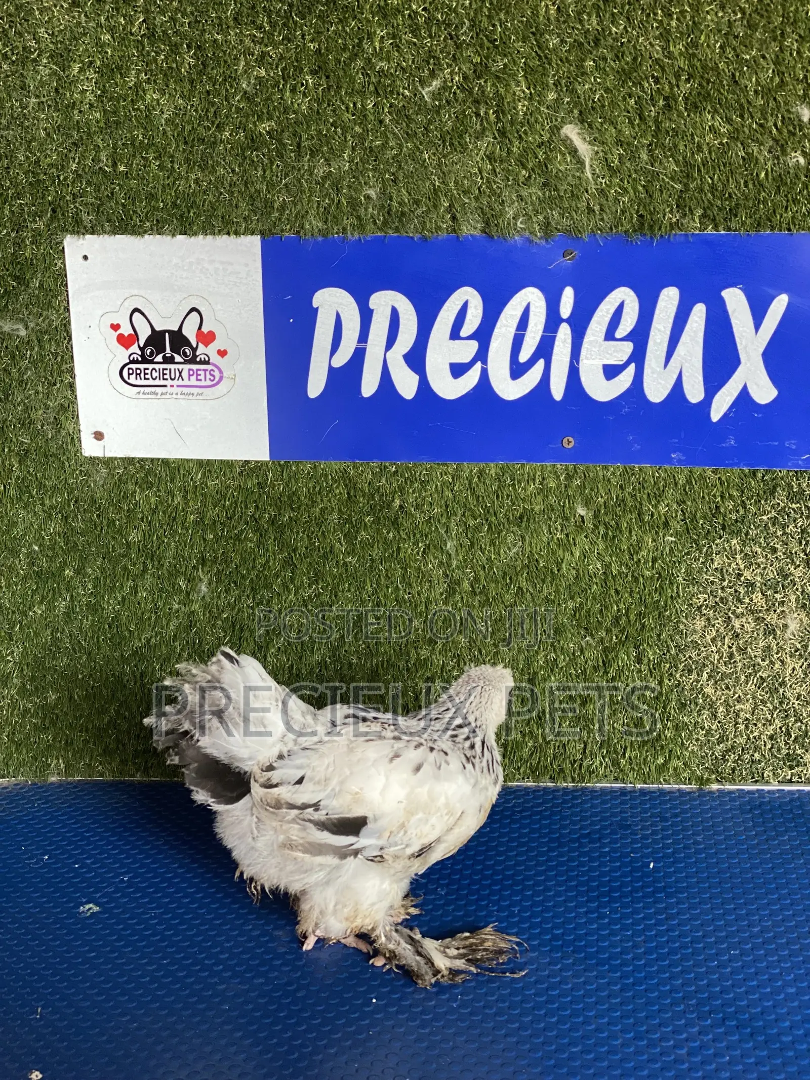 8 Weeks Plus Brahmas Chicken