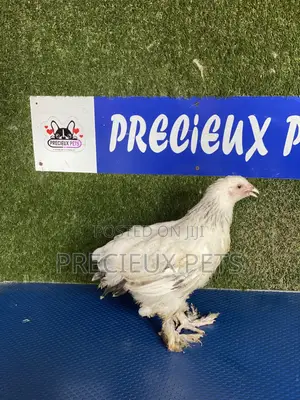 8 Weeks Plus Brahmas Chicken
