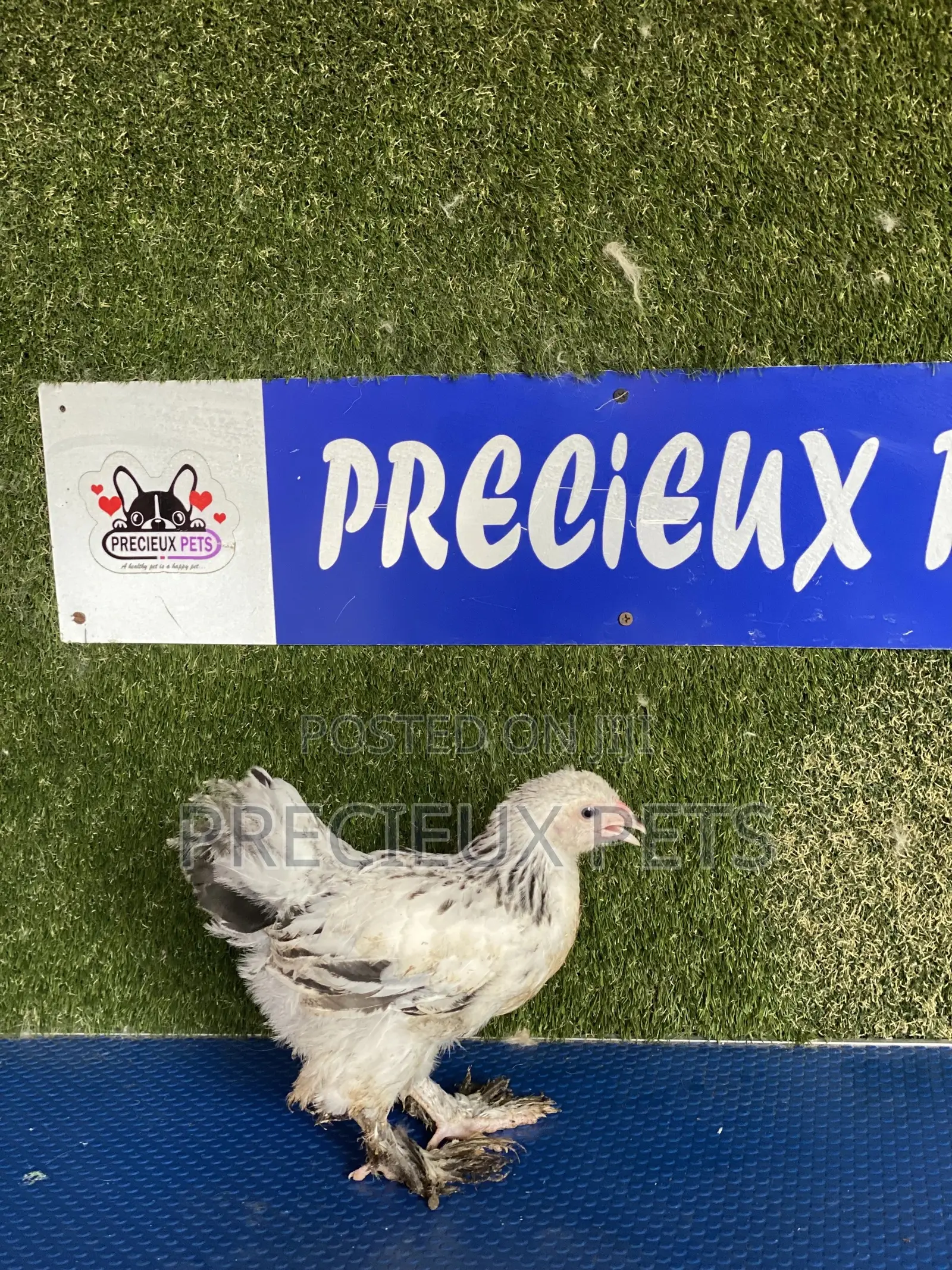 8 Weeks Plus Brahmas Chicken