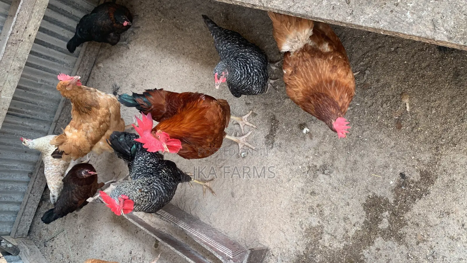 Organic Chickens for Sale