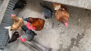 Organic Chickens for Sale