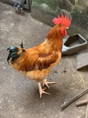 Organic Chickens for Sale