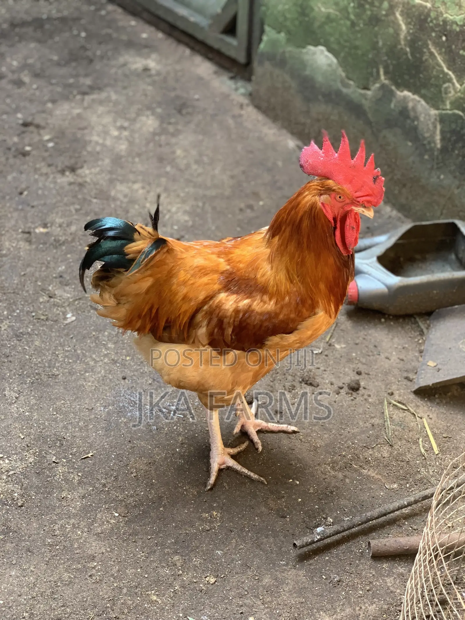 Organic Chickens for Sale