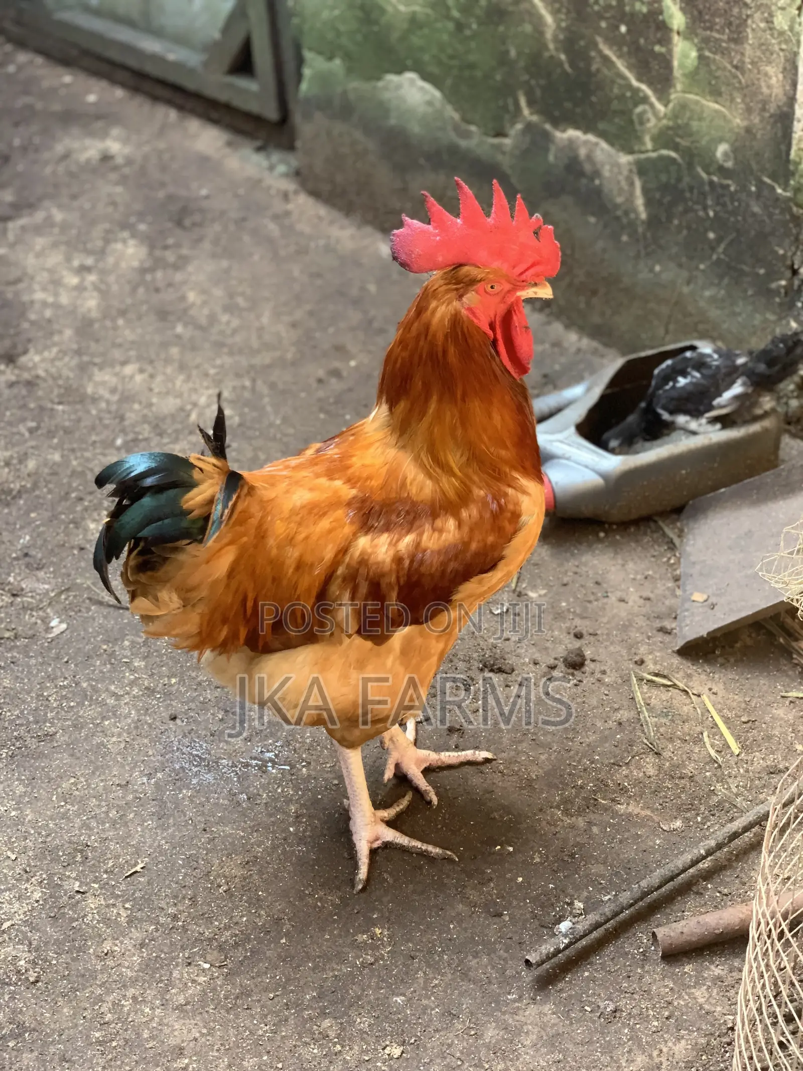 Organic Chickens for Sale