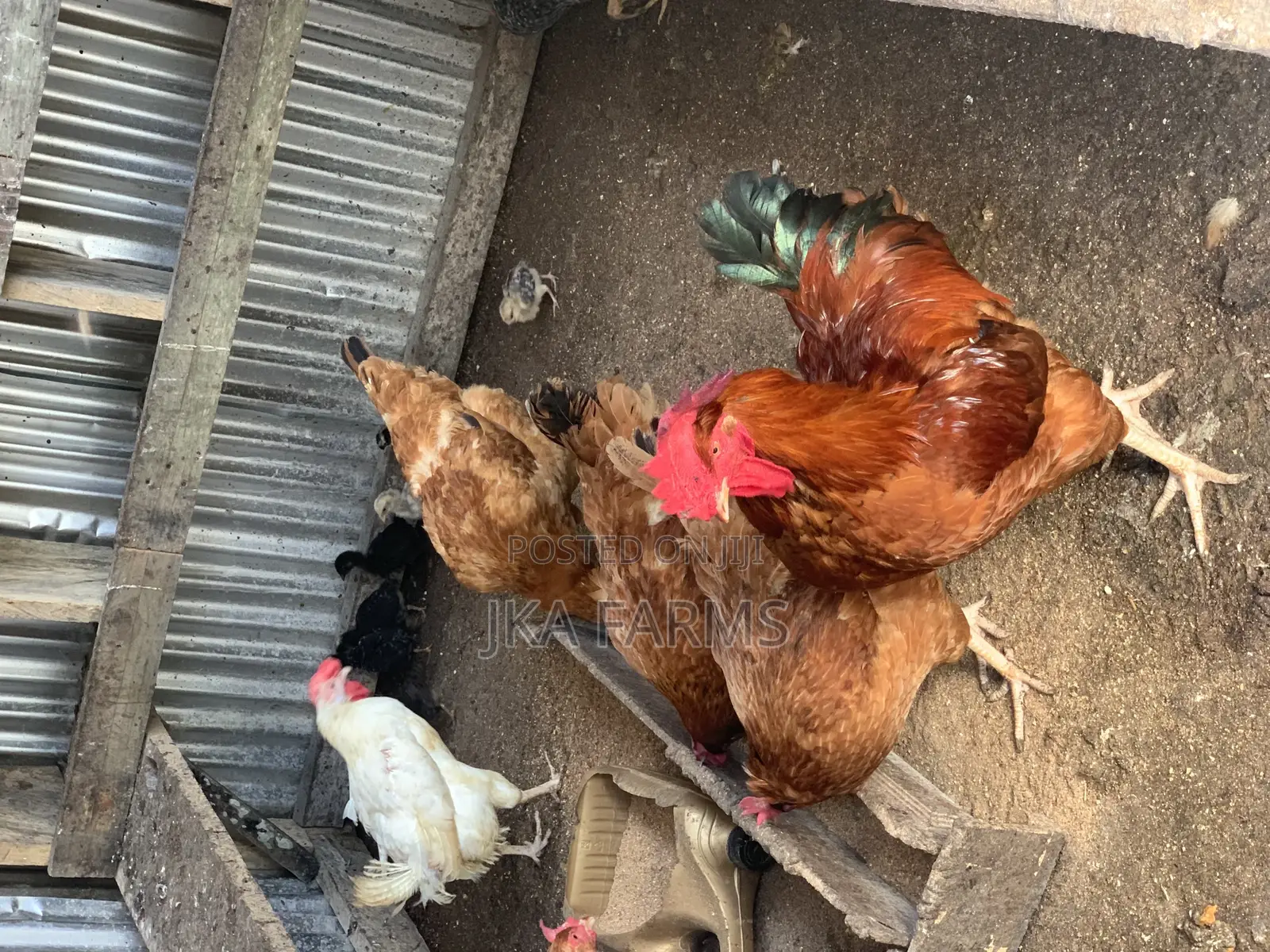 Organic Chickens for Sale