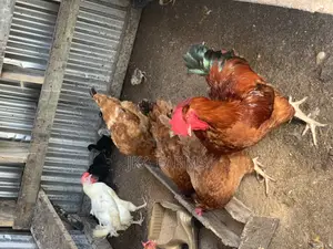 Organic Chickens for Sale