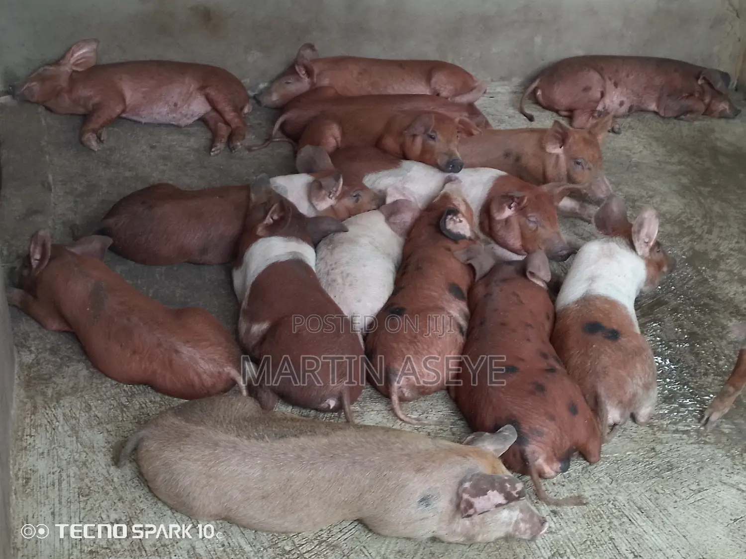 Pigs and Piglets for Sale