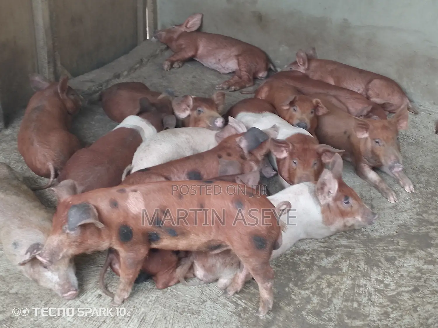 Pigs and Piglets for Sale