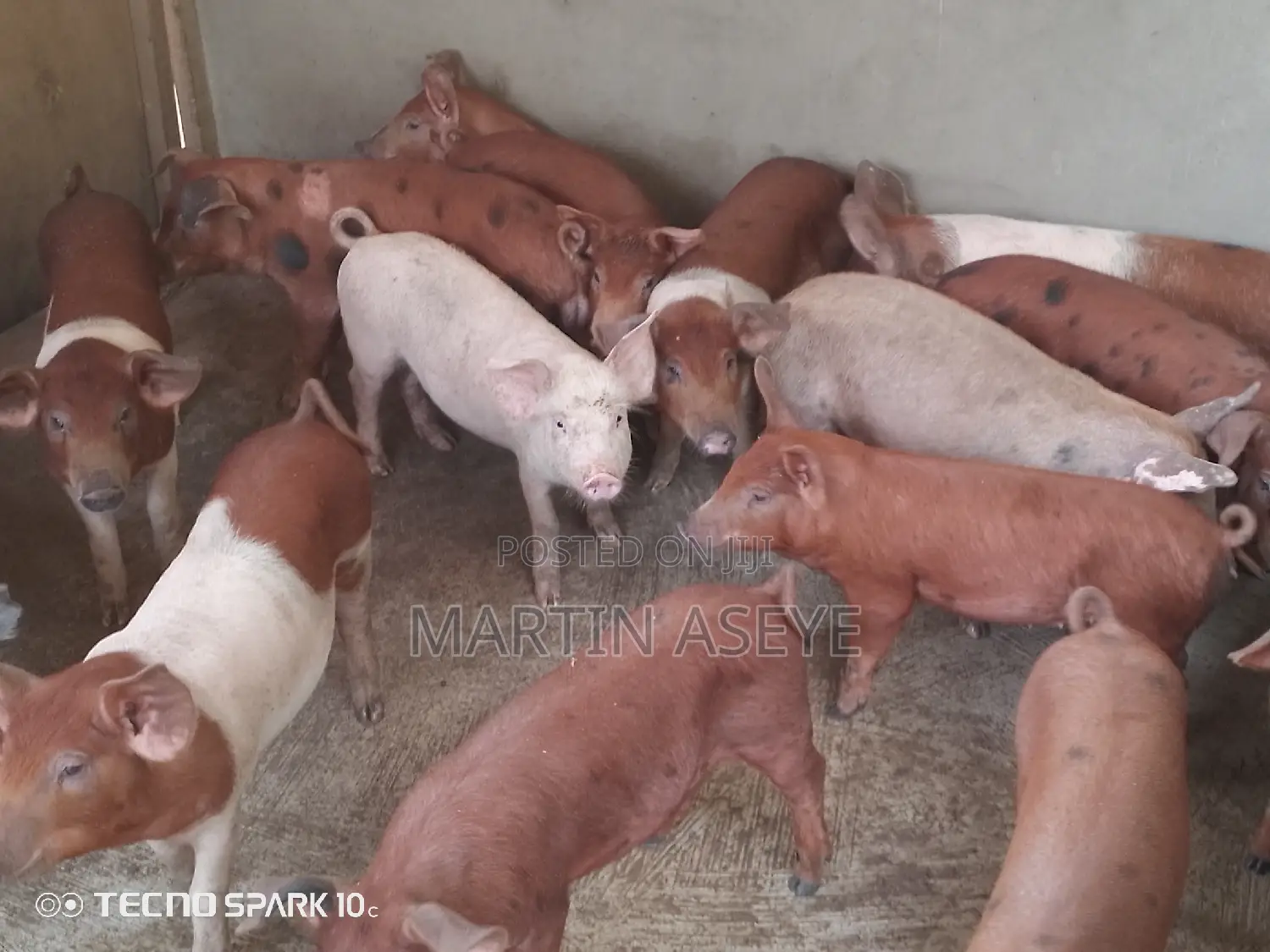 Pigs and Piglets for Sale