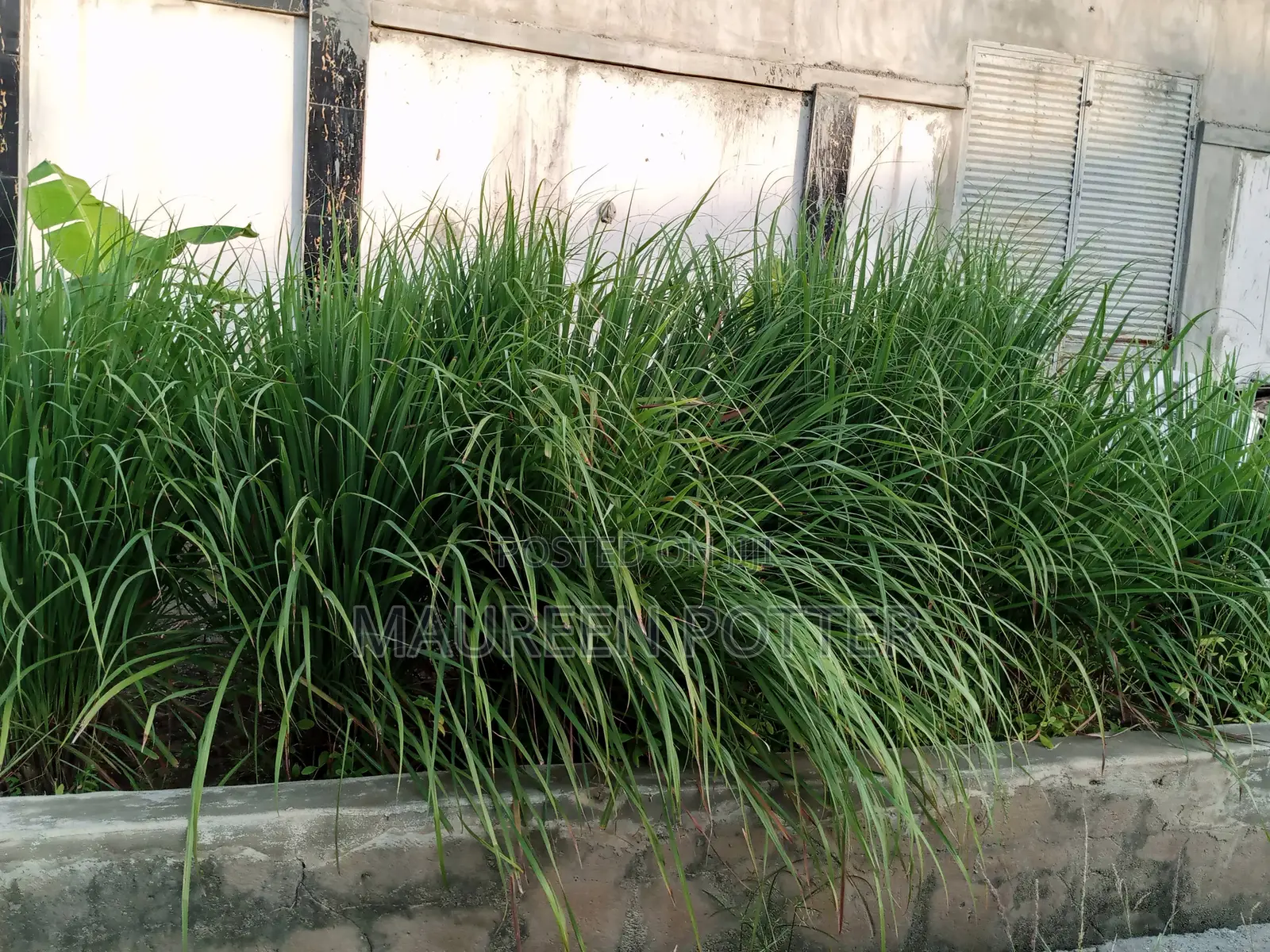 Lemongrass