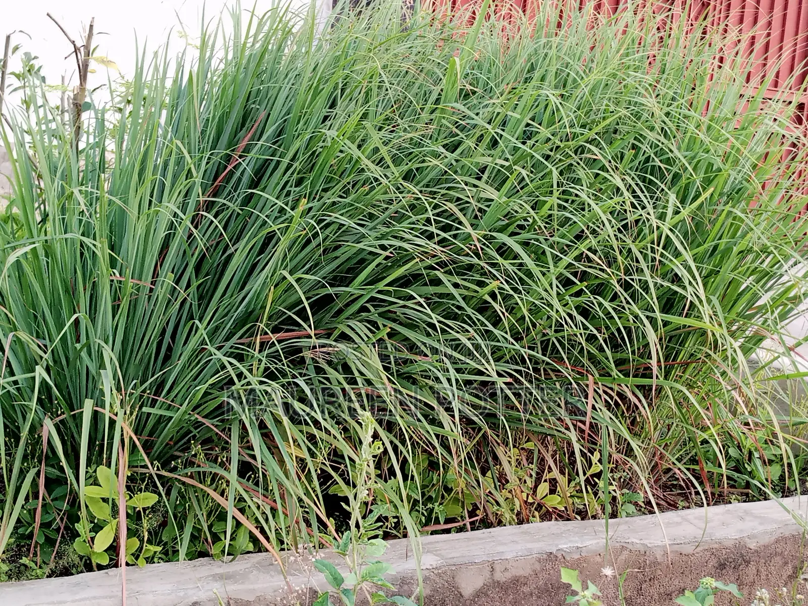 Lemongrass