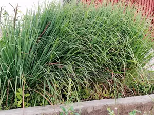 Lemongrass