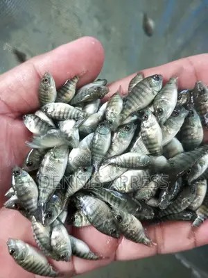 Talapia Juviniles