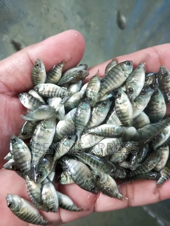 Talapia Juviniles