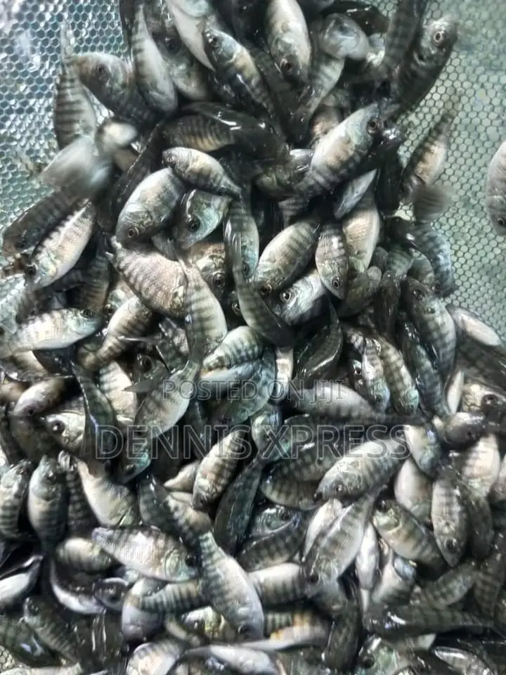 Talapia Juviniles