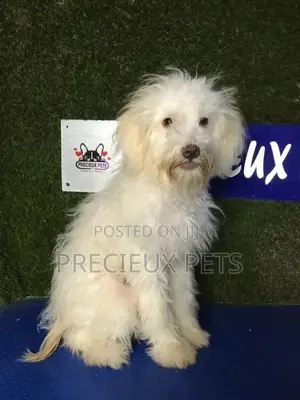 3-6 months Male Mixed Breed Maltipoo