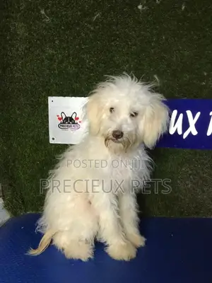 3-6 months Male Mixed Breed Maltipoo