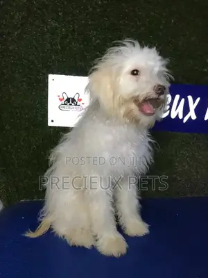 3-6 months Male Mixed Breed Maltipoo