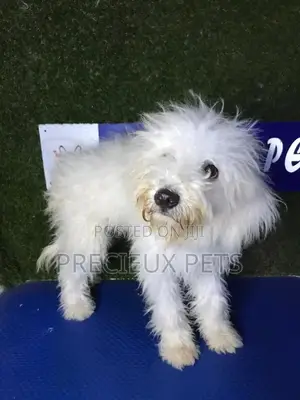 3-6 months Male Mixed Breed Maltipoo