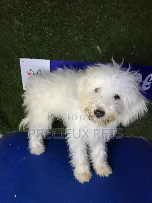3-6 months Male Mixed Breed Maltipoo