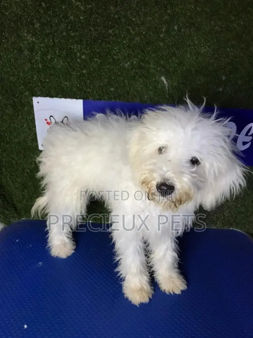 3-6 months Male Mixed Breed Maltipoo