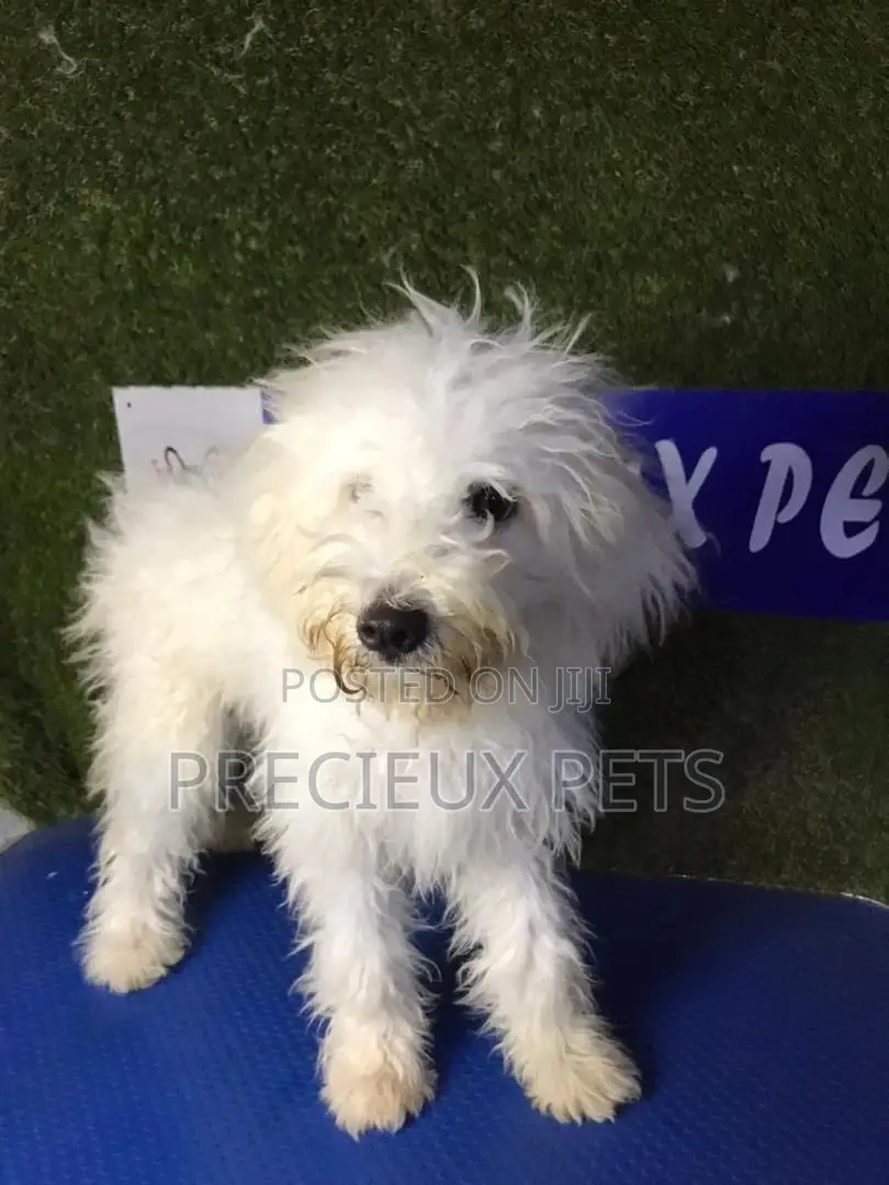 3-6 months Male Mixed Breed Maltipoo