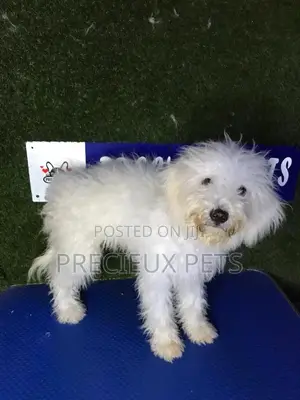 3-6 months Male Mixed Breed Maltipoo