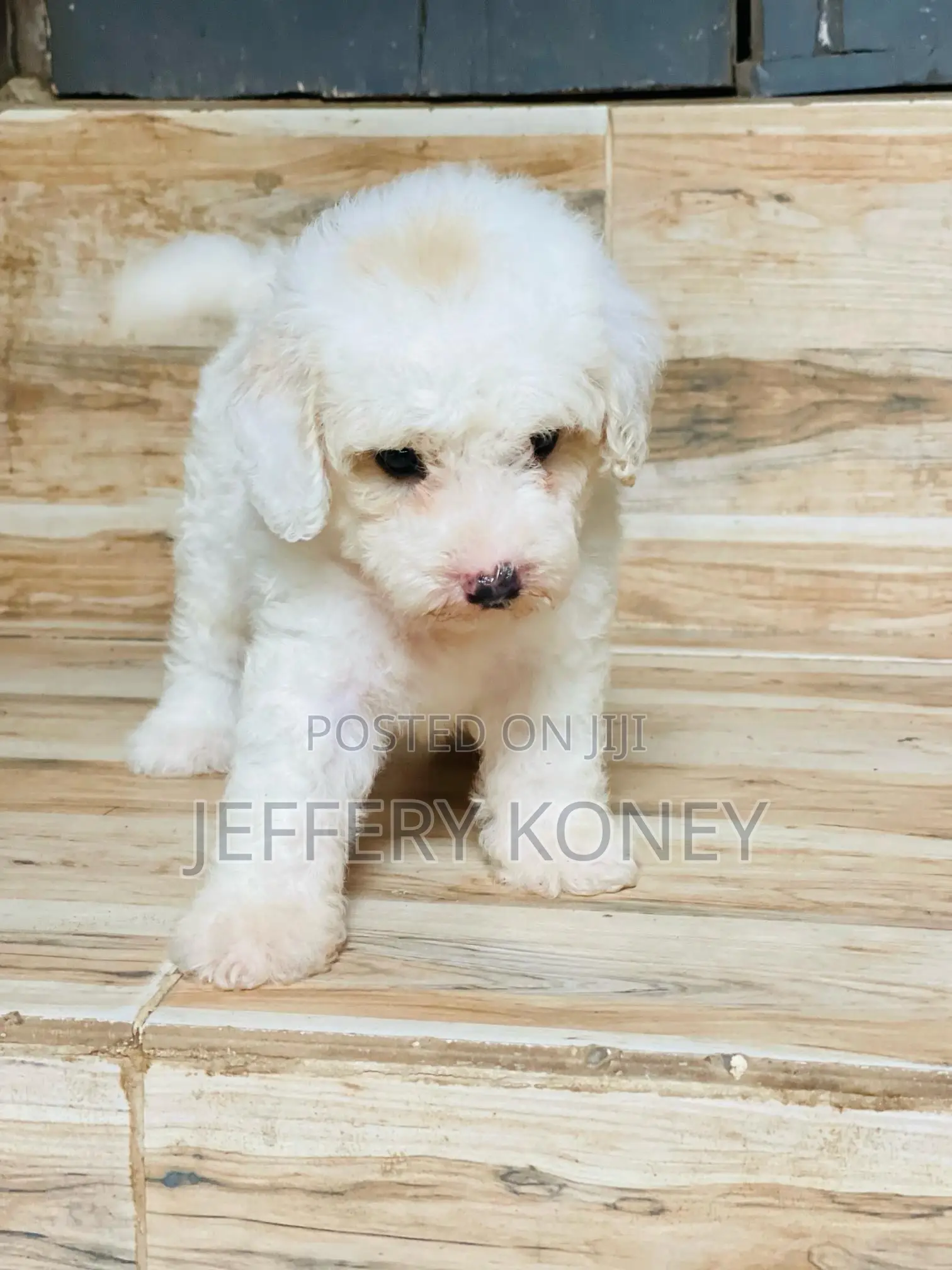 1-3 months Female Purebred Maltese