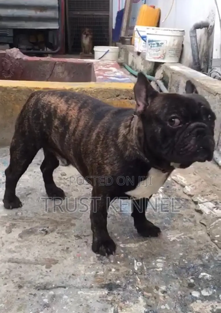 1-3 months Female Purebred French Bulldog