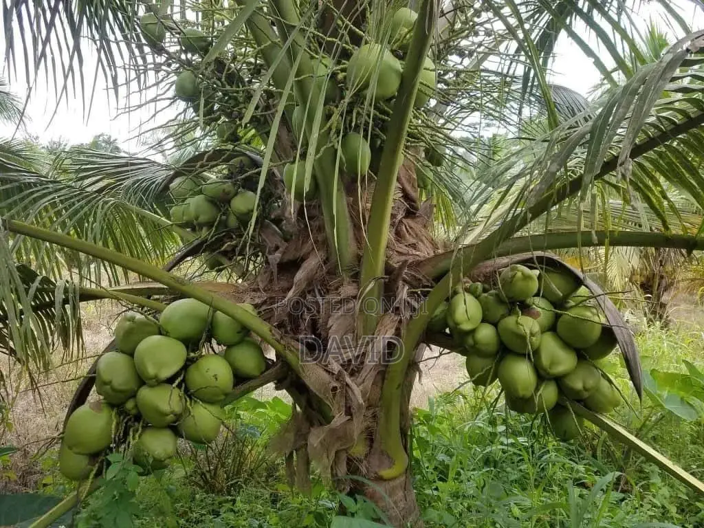 Qulity Dwarf Coconut Seedlings.