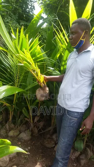 Qulity Dwarf Coconut Seedlings.