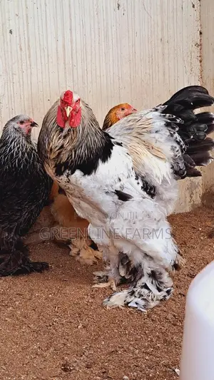 Brahma Chicken Gl