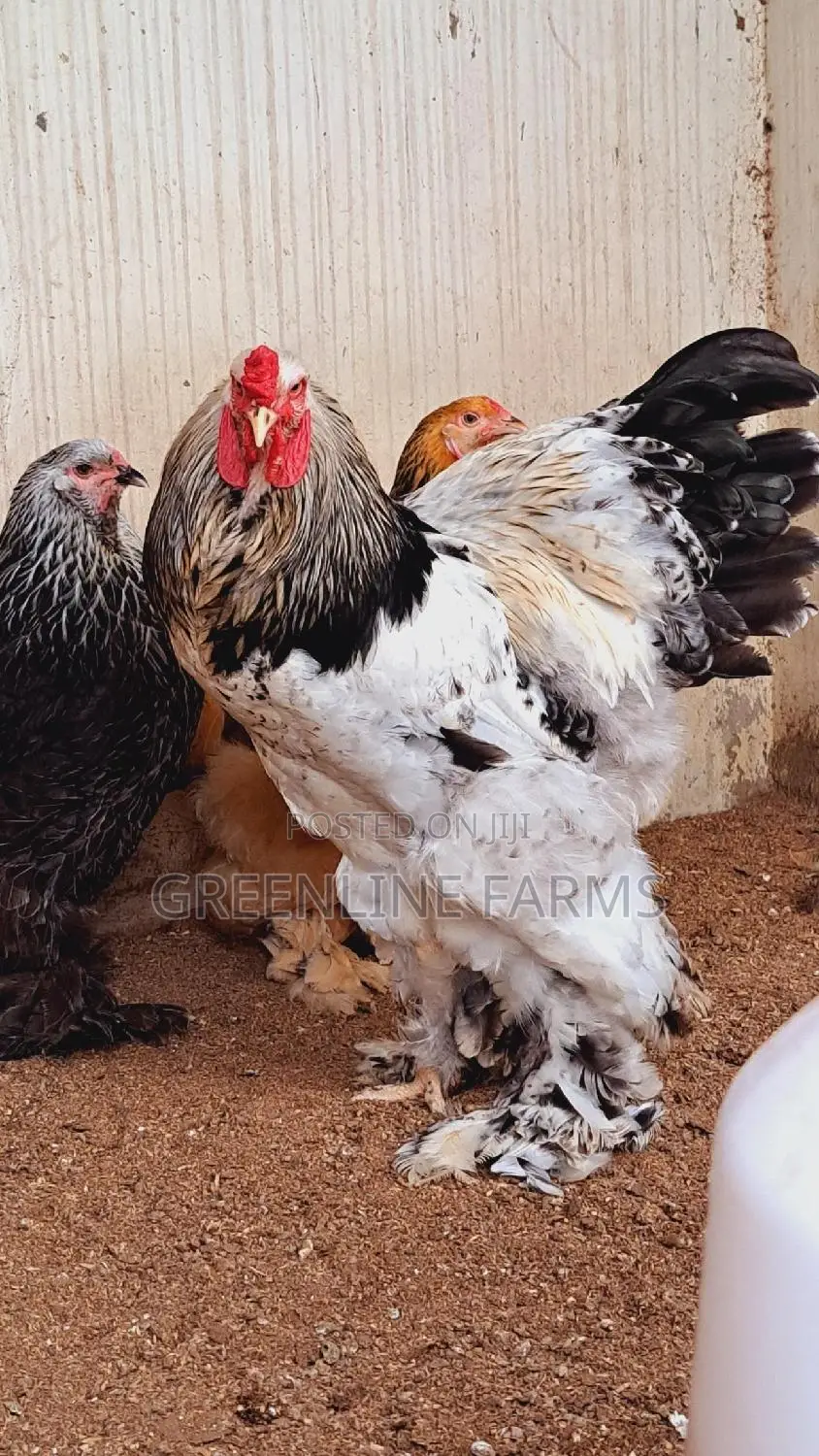 Brahma Chicken Gl