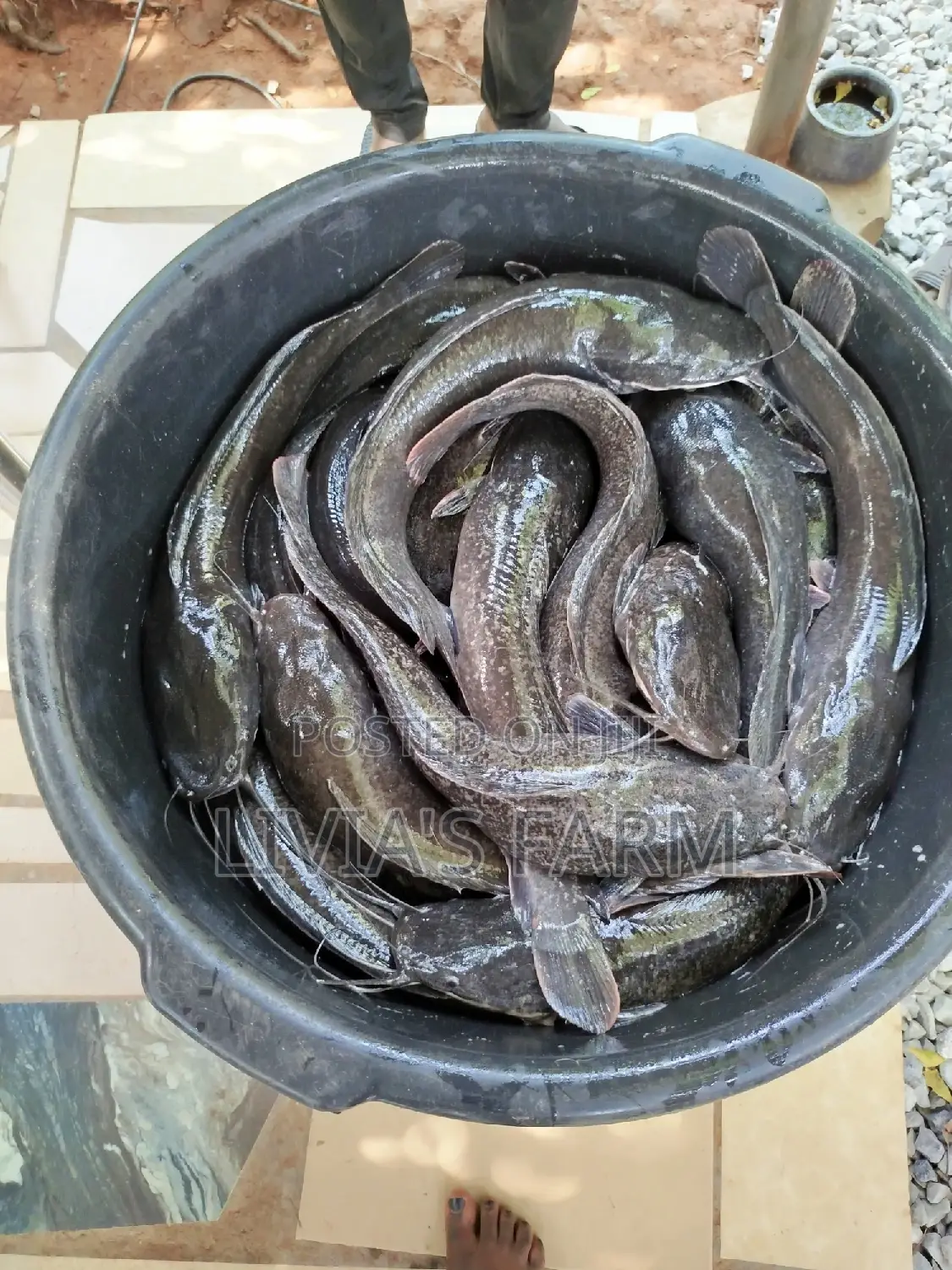 Highly Protein Cat Fish