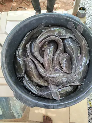 Highly Protein Cat Fish