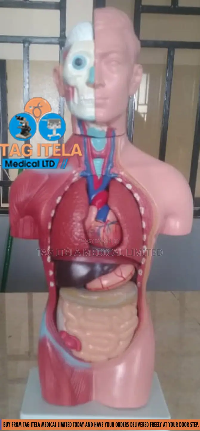 Anatomy Torso (Male)