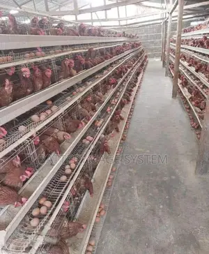 Chicken(Layers) Cage