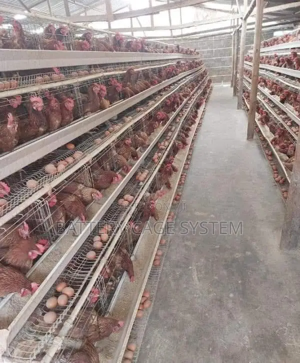 Chicken(Layers) Cage